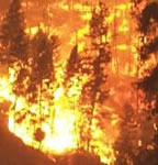 dataset/images/forestFires.jpg